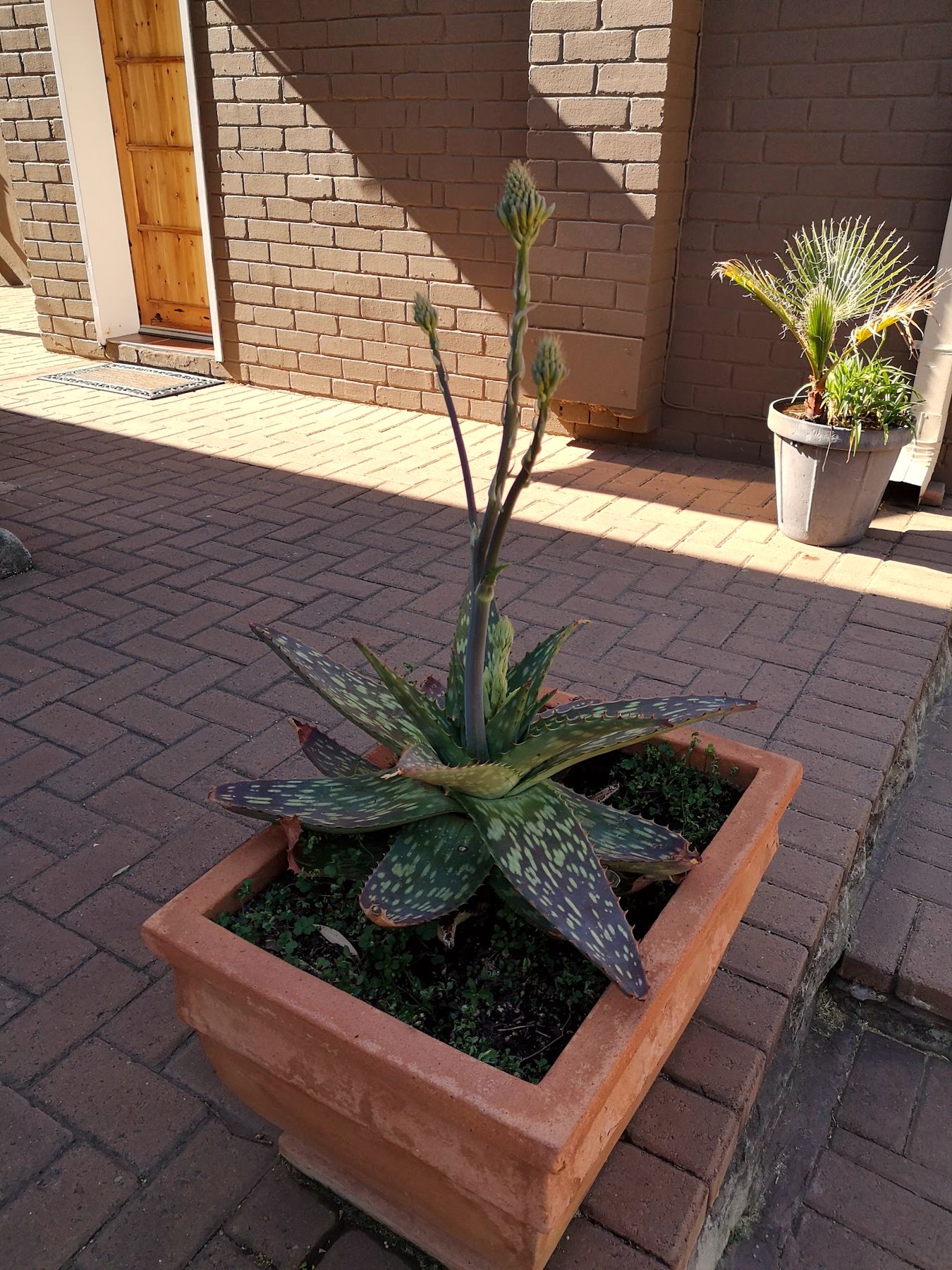 An aloe on the paved patio